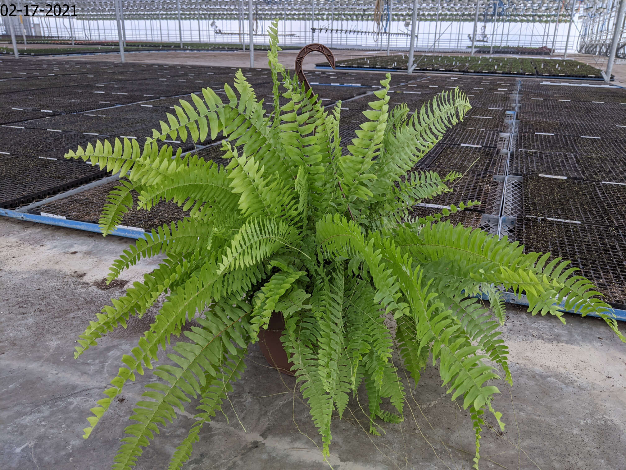 Homepage Neosho Gardens