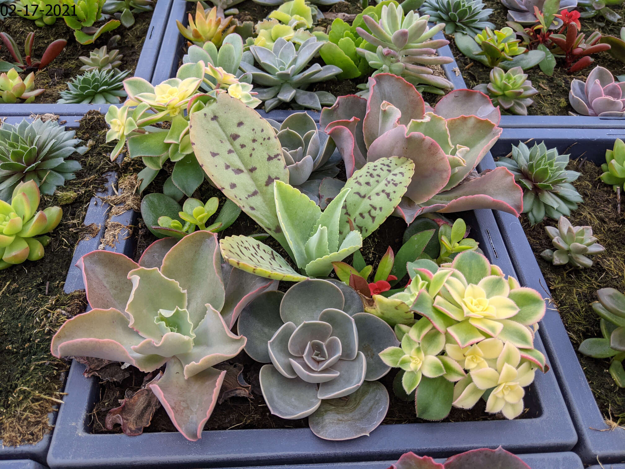 Homepage Neosho Gardens