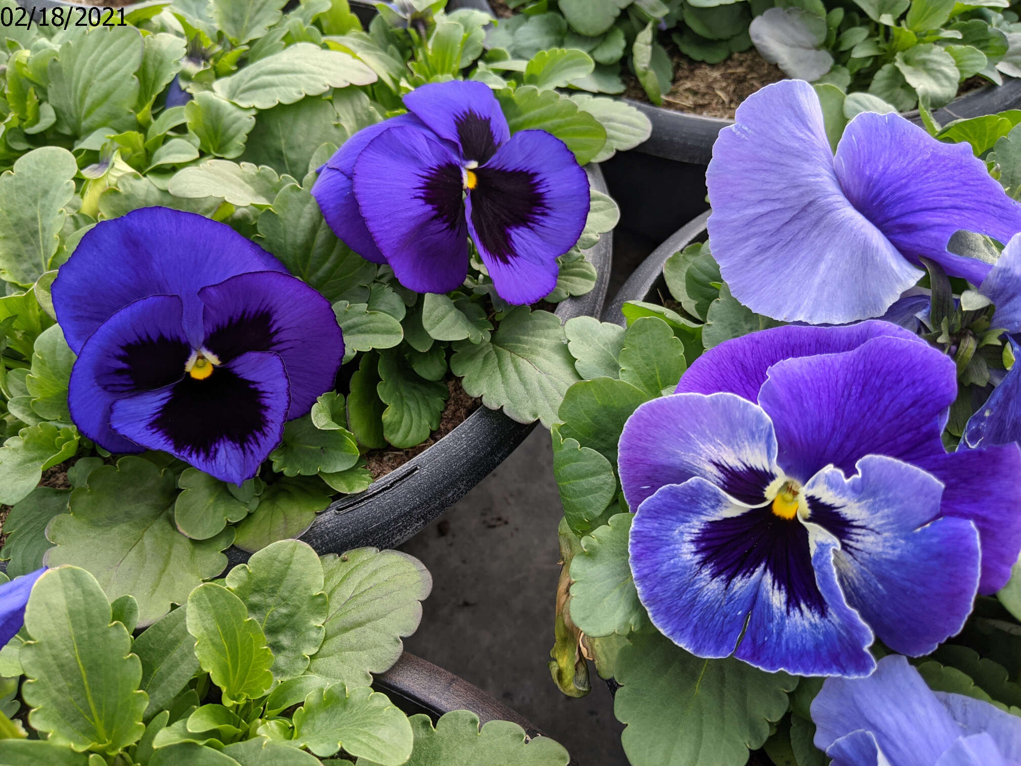 Homepage Neosho Gardens