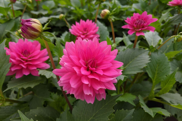 Small Square Dahlia Paraiso