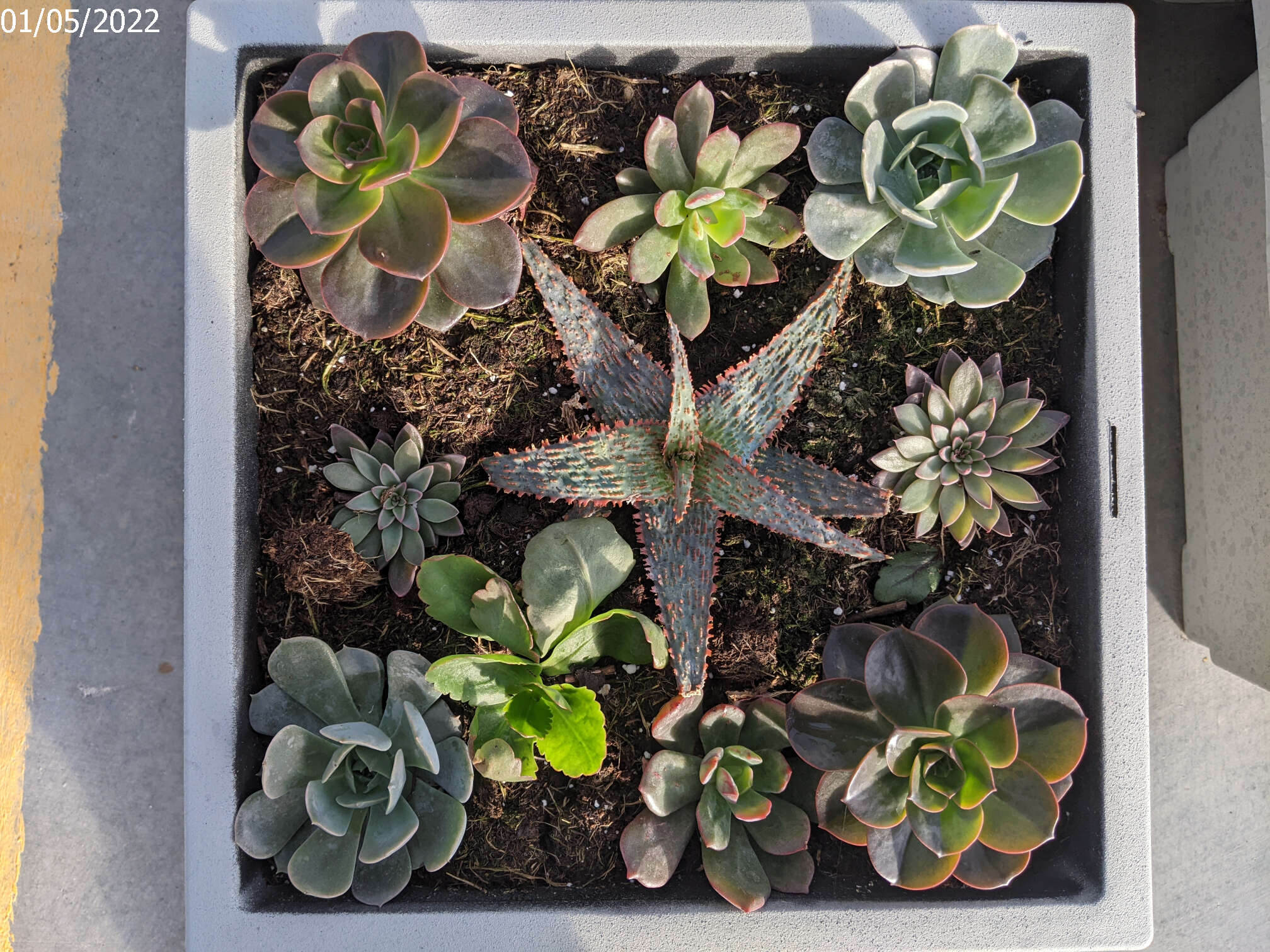 Succulent Bowl Example