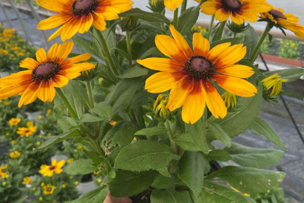 Sunbeckia Luna 8in