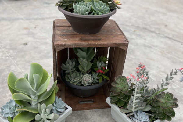 Succulent Bowls
