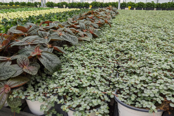 Pilea and Peperomia 4-3in