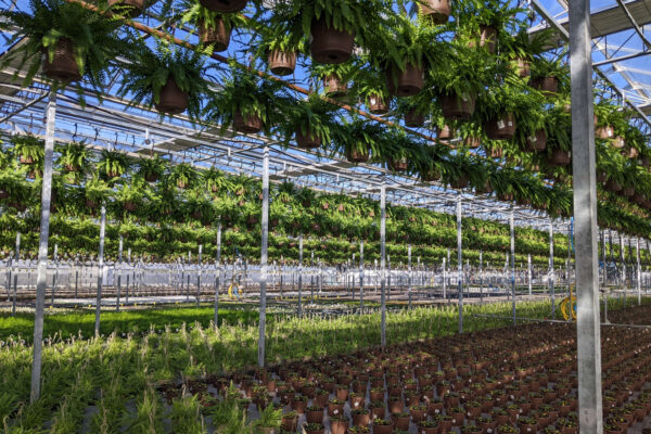 Greenhouse Fern Picture