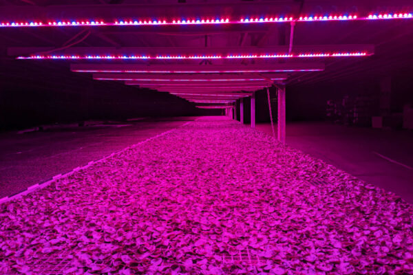 Lighting Begonias Plug Trays