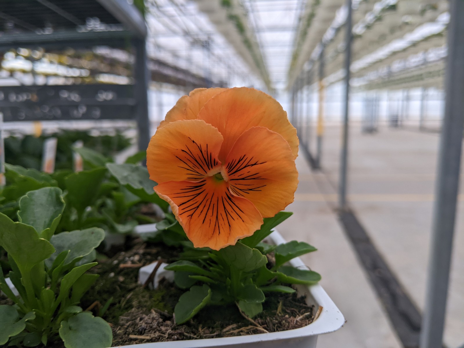 Homepage Neosho Gardens