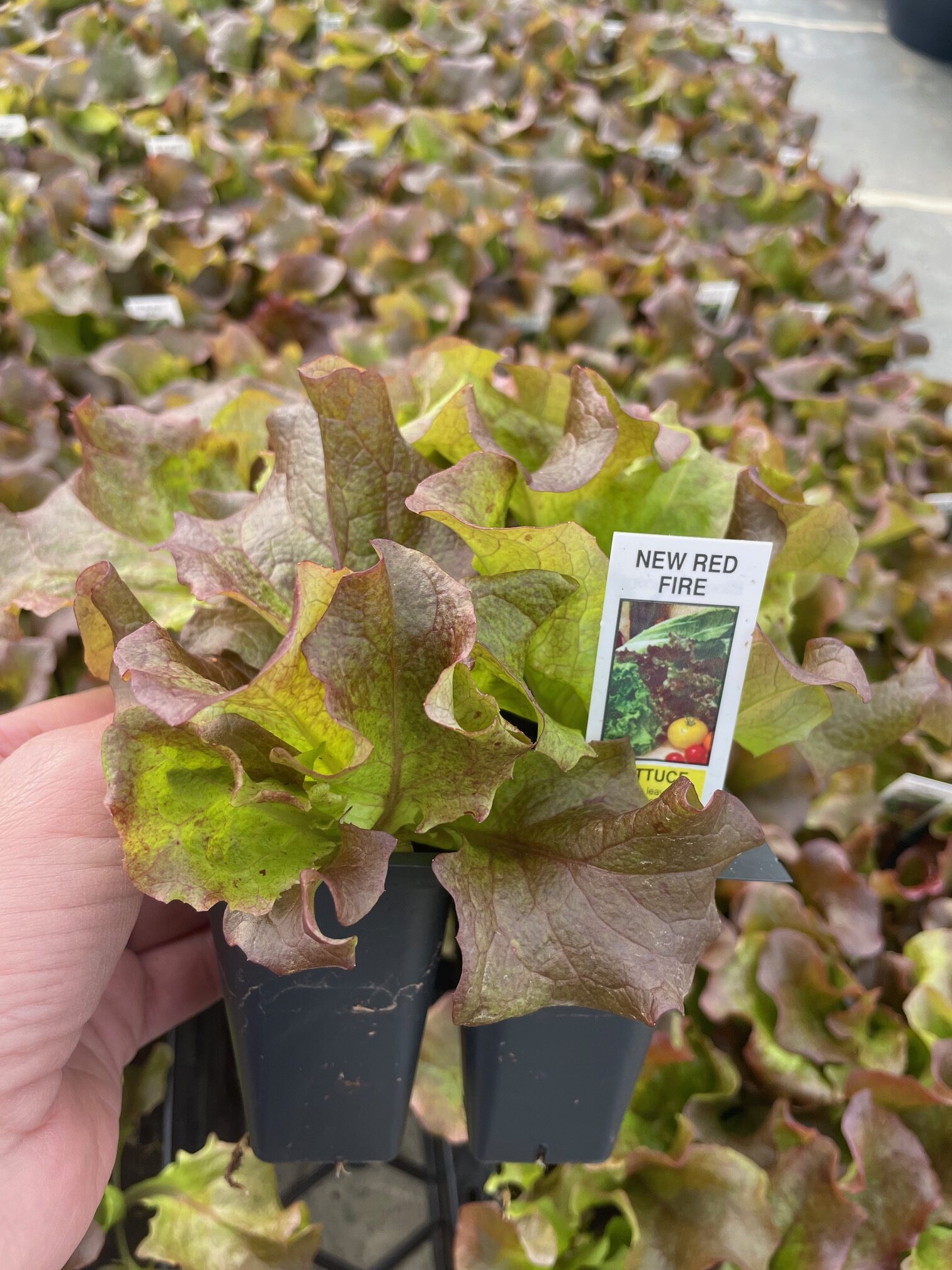 Homepage Neosho Gardens