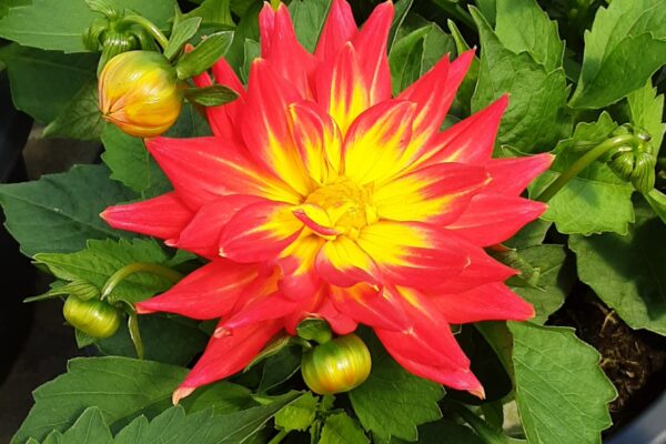 Dahlia Mega Boom Fire