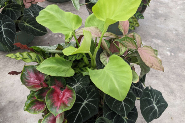 12in Foliage Combination