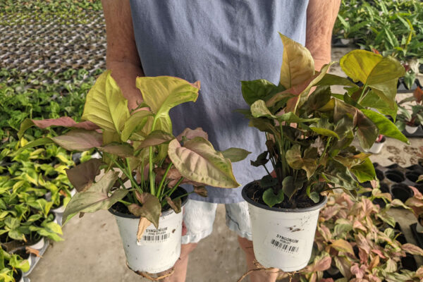 4.5in Syngonium Pink Splash and Robust