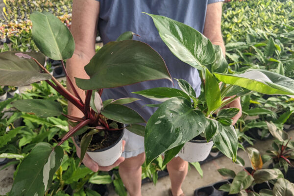 4.5in Philodendron Pink Princess and White Princess