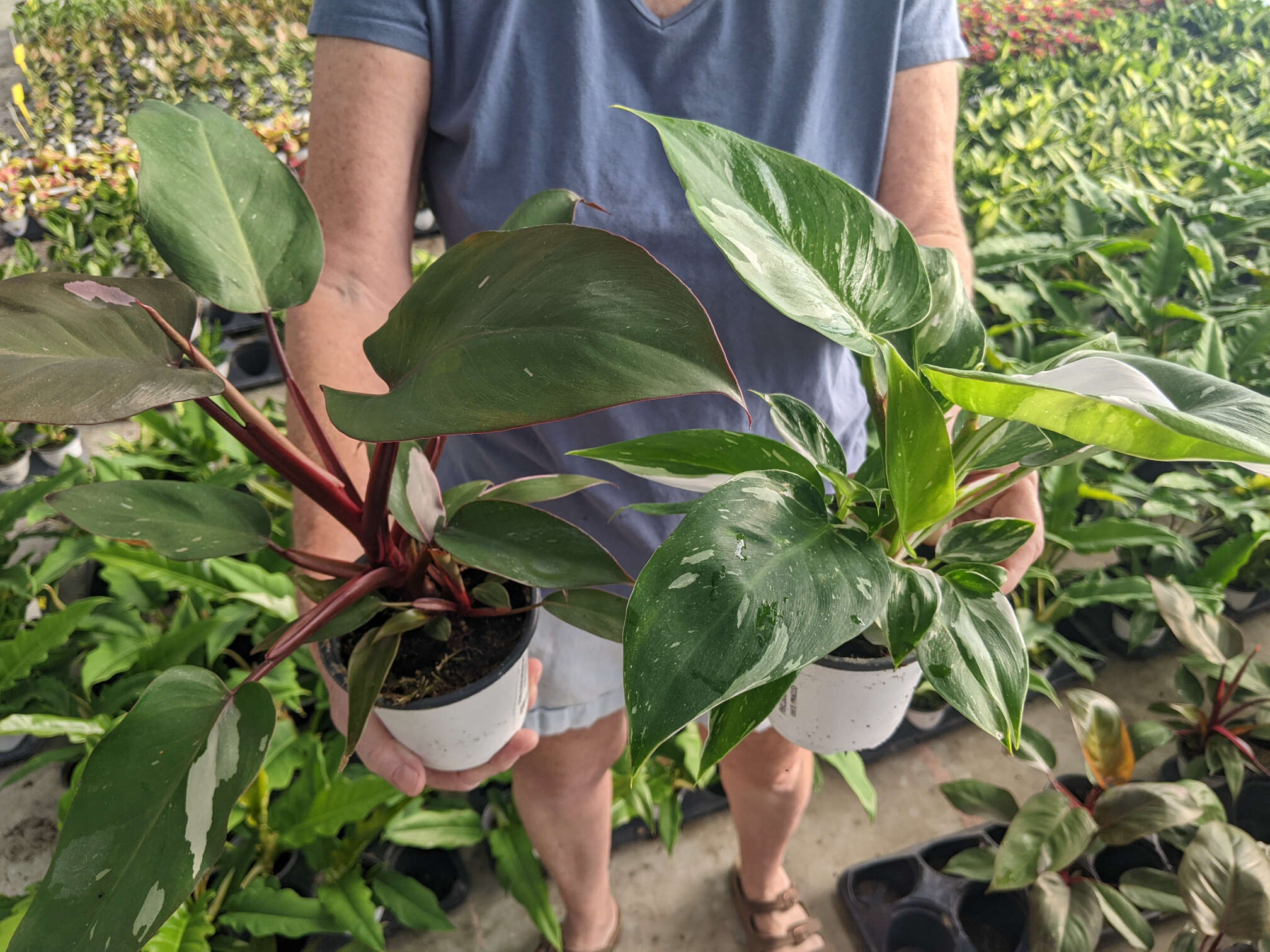 4.5in Philodendron Pink Princess and White Princess