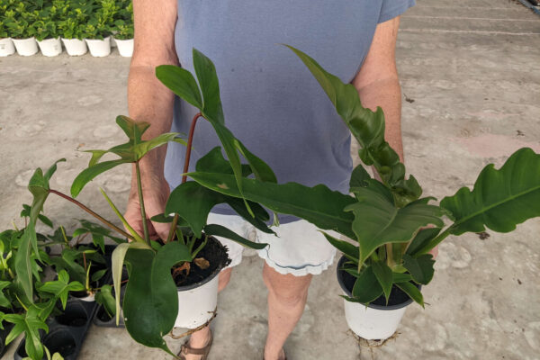 4.5in Philodendron Florida Green and Narrow Escape