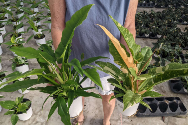4.5 Philodendron Narrow and Ring of Fire