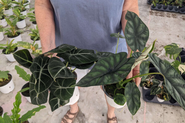 4.5in Alocasia Dragon Scale and Black Velvet