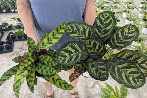 4.5in Calathea Makoyana and Lancifolia