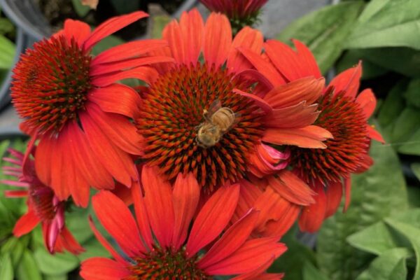 Bee on our 601 Red Echinacea
