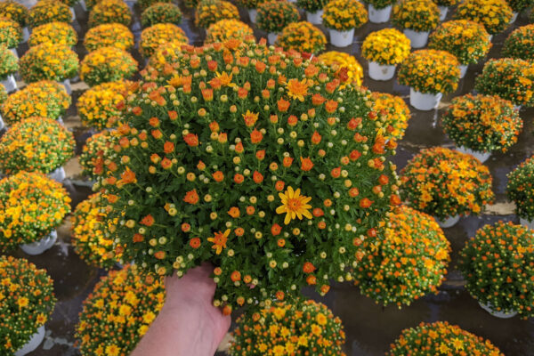 8in Yellow Cracklin Gold Mum