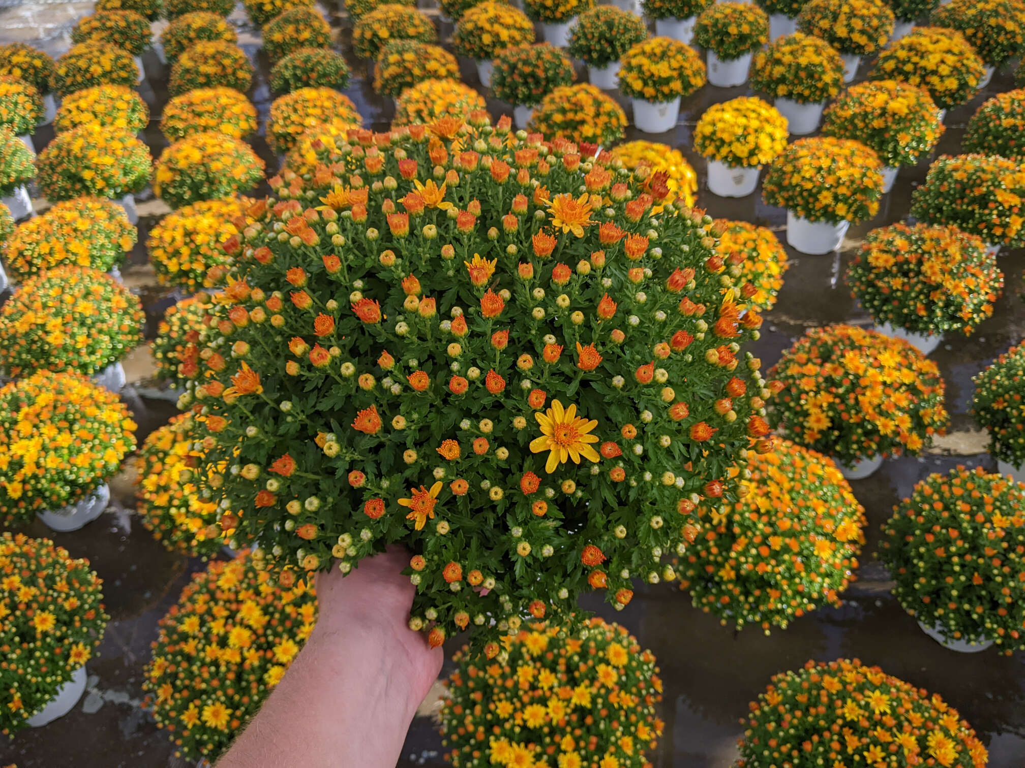 8in Yellow Cracklin Gold Mum