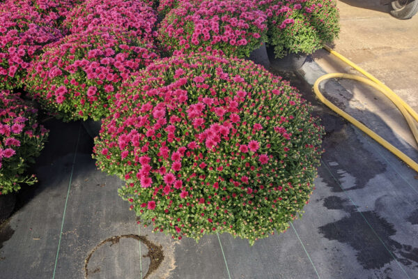 Extra Large Round Dark Pink Veronica Mum