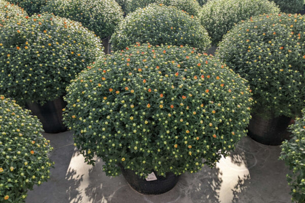 Extra Large Round Yellow Cracklin Gold Mum