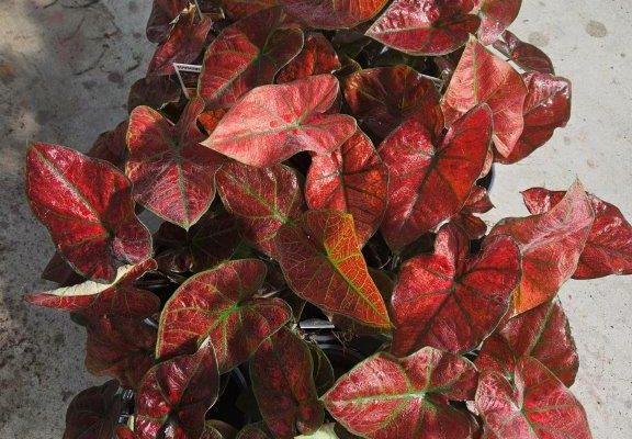 1501 CALADIUM SUNSHINE