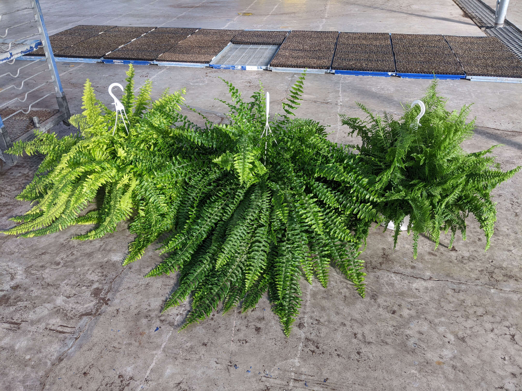 Homepage Neosho Gardens