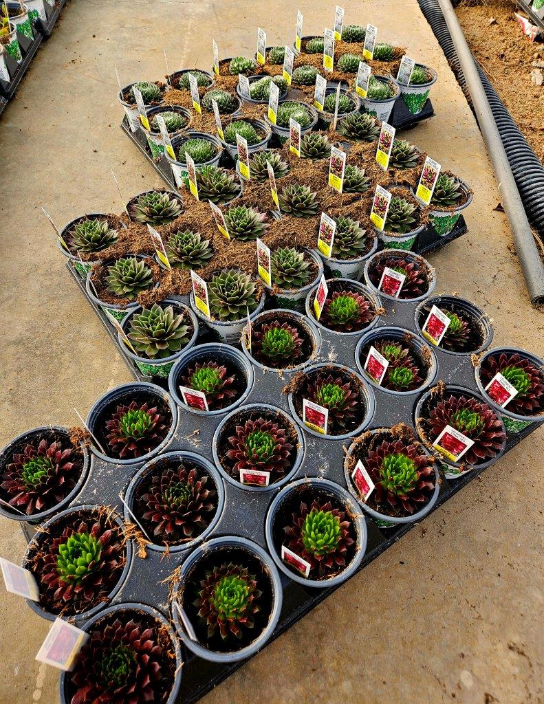 Homepage - Neosho Gardens