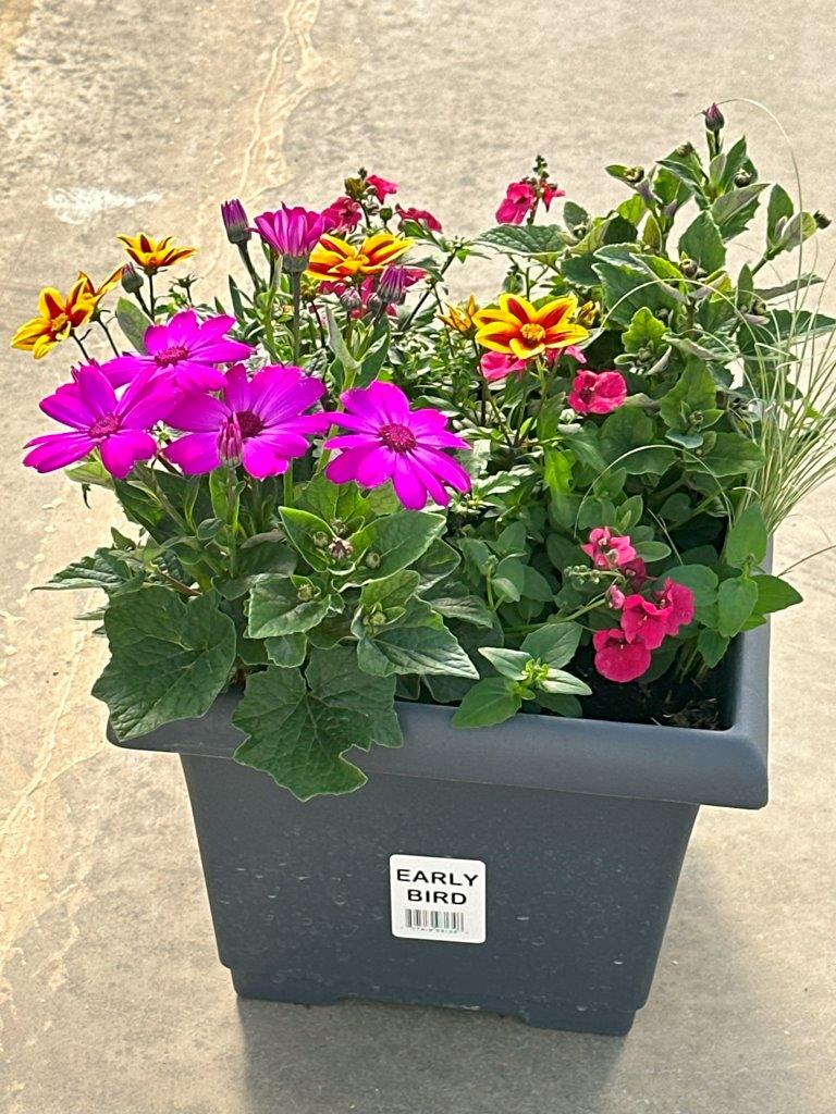 Homepage Neosho Gardens