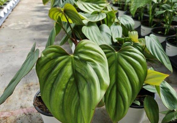 4HP PHILODENDRON COLUMBIA