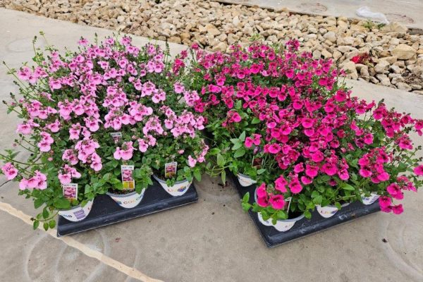 PINK ROSE DIASCIA