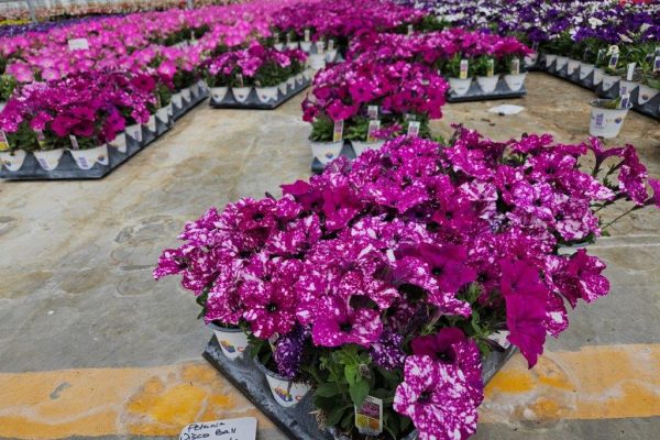 1501 PETUNIA DISCO BALL PURPLE