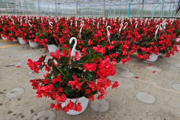 10in BASKET WHOPPER GL RED