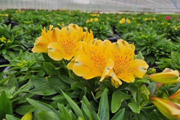 SM RD ALSTROEMERIA HAVANA