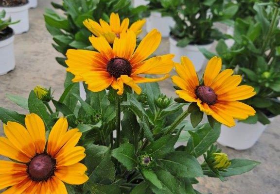 8in ANN SUNBECKIA LUNA