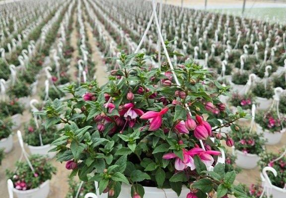 10inBKST FUCHSIA JETE