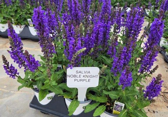 1201PER SALVIA NOBLE KNIGHT PURPLE