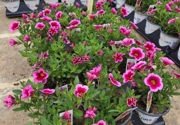 1501ANN CALIBRACHOA CALILOLO FRAKENBERRY