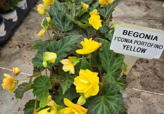 1001ANN BEGONIA ICONIA PORTOFINO YELLOW