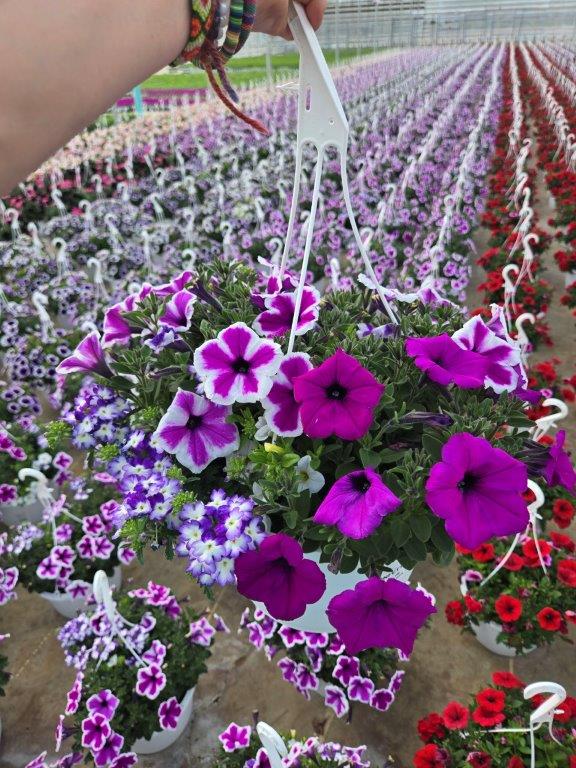 10inBKST WALK IN THE CLOUDS