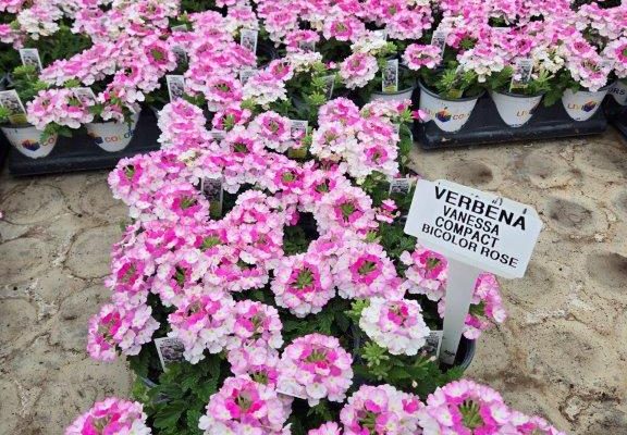 1501ANN VERBENA VANESSA BICOLOR ROSE