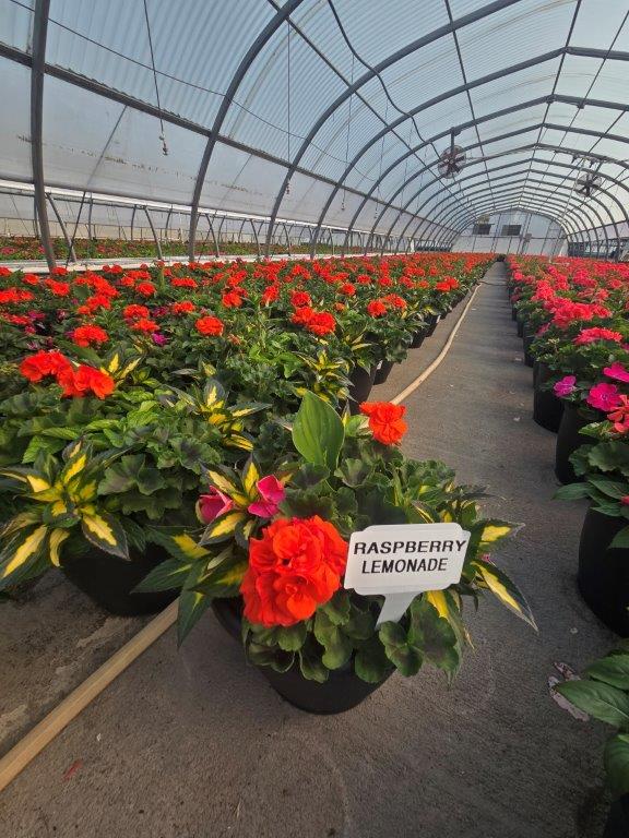 LGRD RASPBERRY LEMONADE