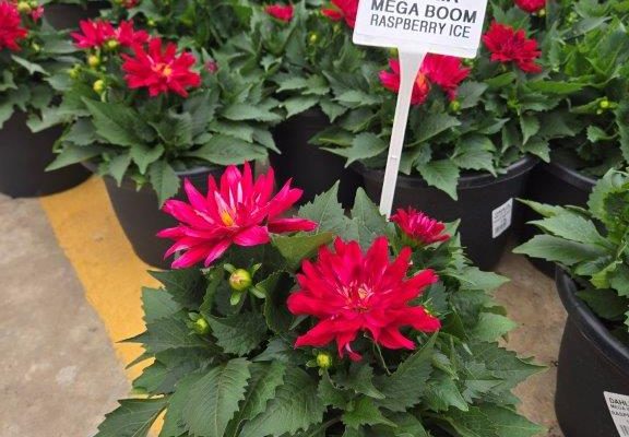 SMRD PLANTER DAHLIA MEGABOOM RASPBERRY ICE