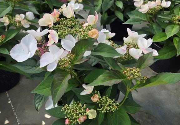 10PER HYDRANGEA GAMECHANGER WHITE