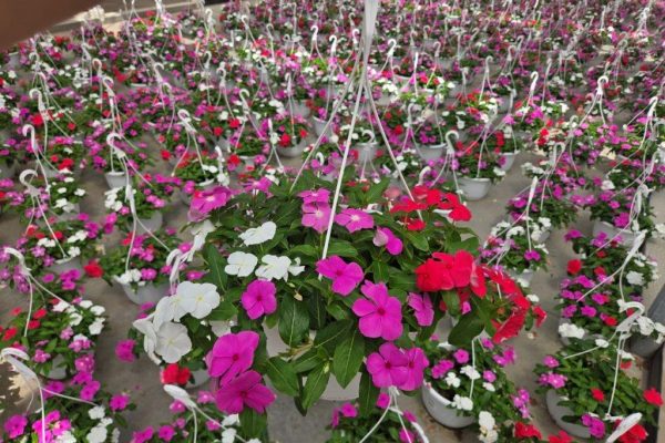 10inBKST VINCA CORA CASCADE MIX