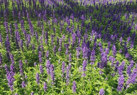 1501 SALVIA SALLYFUN