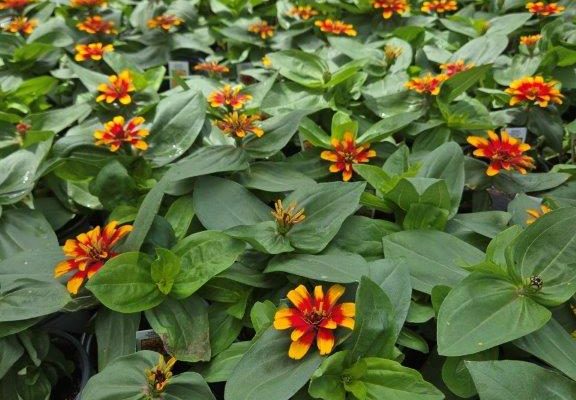 1501 ZINNIA CHERRY SWIZZLE