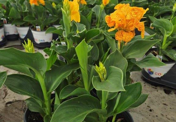 601 CANNA CANNOVA GOLDEN LEOPARD