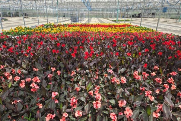 601 CANNA CROP